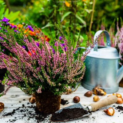 Notre sélection de plantes !