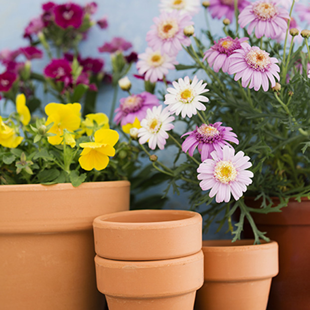 Notre sélection de plantes 