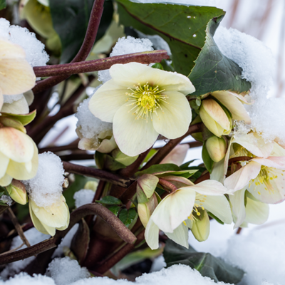 Notre sélection de plantes !