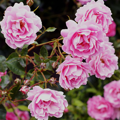 Grand arrivage de plantes !