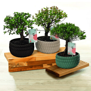 /ext/img/product/bonnes-affaires/25_01_15/600_bonsai_1.jpg